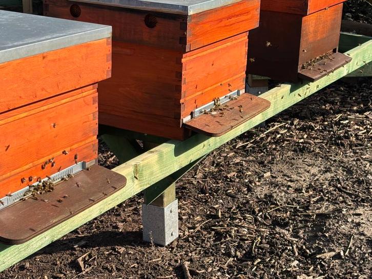 Bijenvolk - Carnica - F1 - Simplex, Animaux & Accessoires, Insectes & Araignées, Abeilles