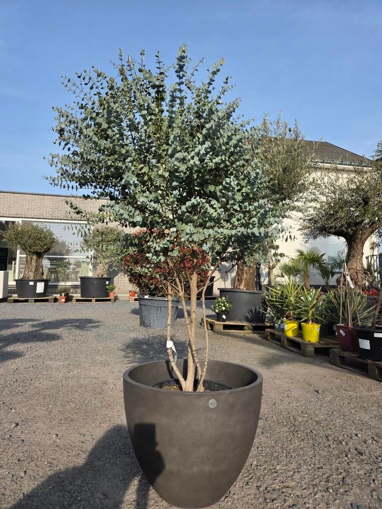 Eucalyptus meerstam, Ophalen, Halfschaduw