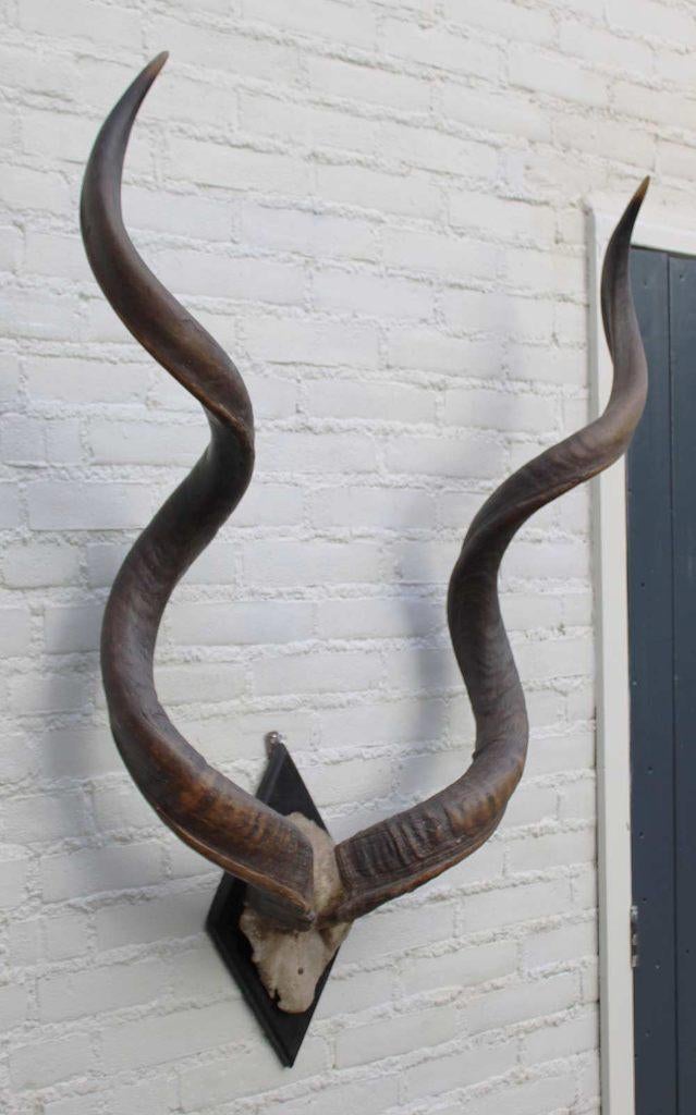 Grote oude schedel KUDU ANTILOPE op zwart houten schild (G), Ophalen, Gebruikt, Wild dier, Schedel