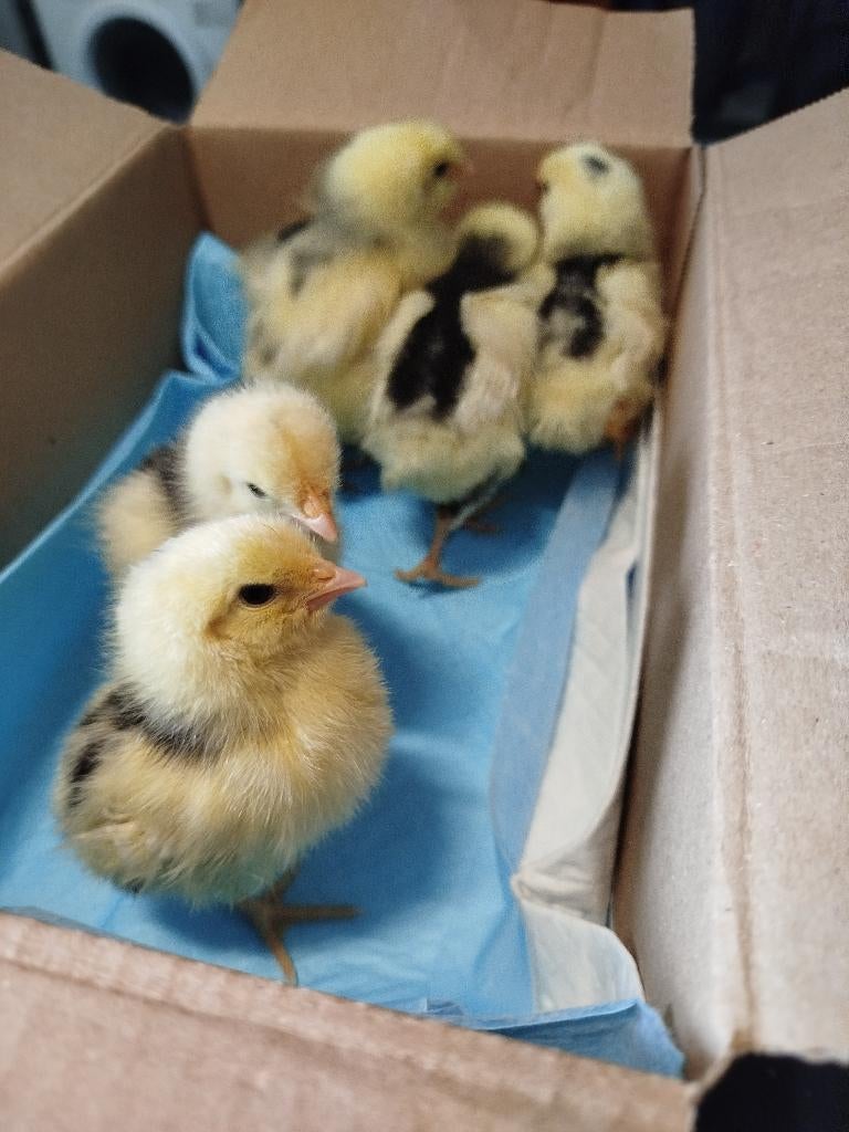 Kuikentjes bonte leghorn, Dieren en Toebehoren