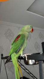 Grand Alexandre, Animaux & Accessoires, Enlèvement, Neuf