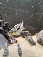 Nimbochromis venustus, Dieren en Toebehoren, Ophalen