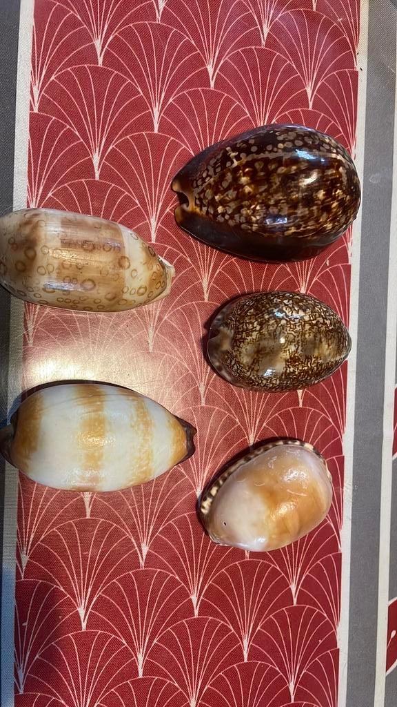 Coquillages, Enlèvement ou Envoi, Coquillage(s)