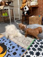 Cavalier king charles, België, Parvo, 8 tot 15 weken, Eén hond
