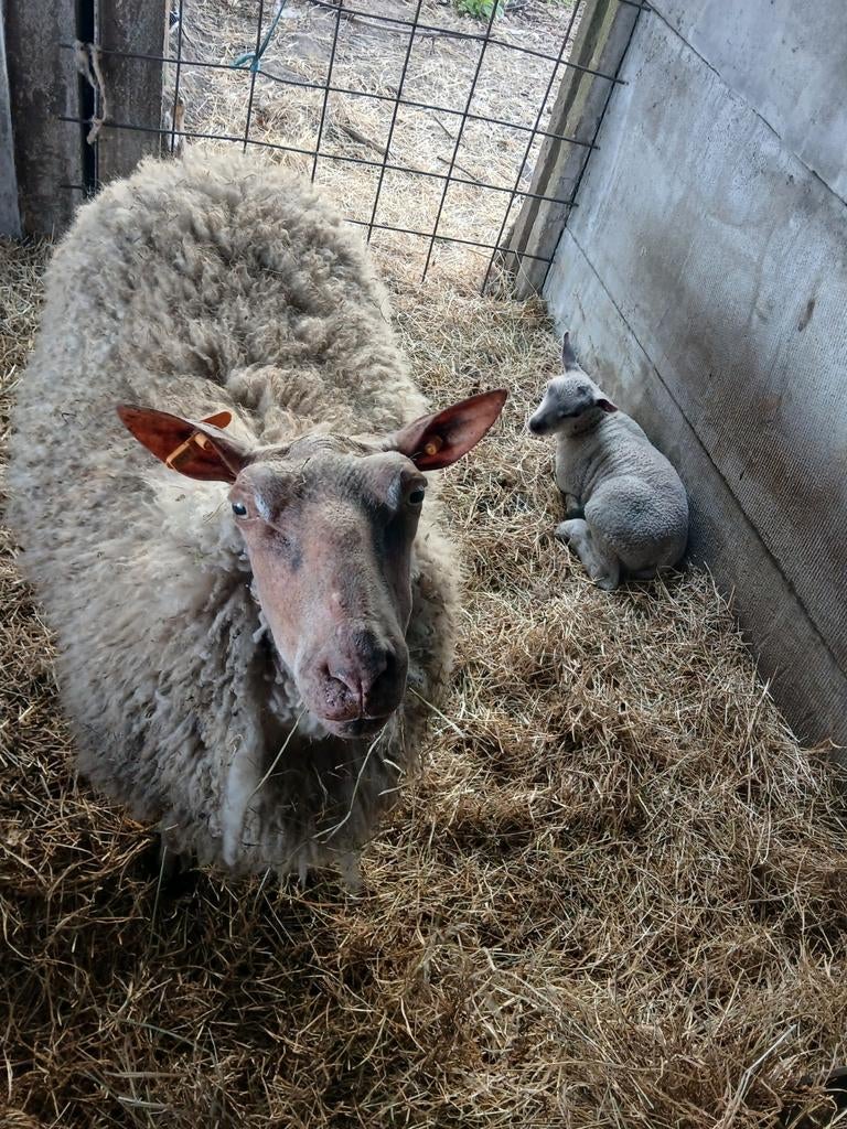 Rouge ooi met boklam