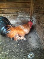 Haan, Dieren en Toebehoren, Mannelijk, Kip