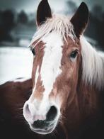 E pony, Dieren en Toebehoren, Pony's, Ruin, 0 tot 2 jaar, Onbeleerd, Gechipt
