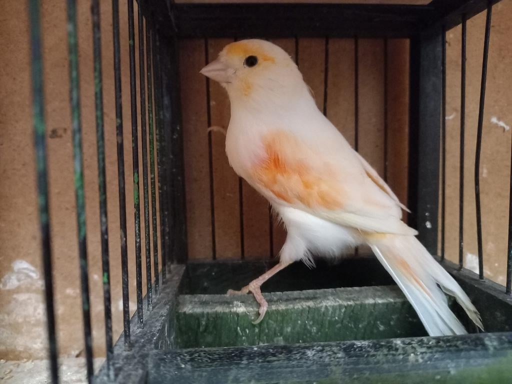 Kanarie man, Dieren en Toebehoren, Vogels | Kanaries