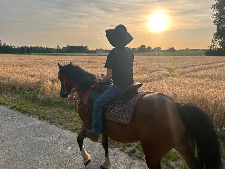 Welsh Cob merrie, Animaux & Accessoires, Chevaux & Poneys | Brides & Harnachement, Enlèvement