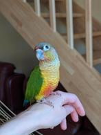 Baby pyrrhura 12 weken oud, Dieren en Toebehoren, Meerdere dieren, Papegaai, Geringd