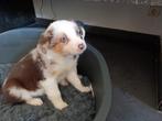 mooie border collie pups te koop, Colley, Plusieurs, Hépatite contagieuse (maladie de Rubarth), Belgique