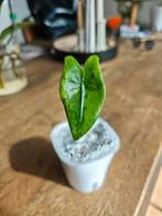 Alocasia Zebrina variegata, Enlèvement ou Envoi