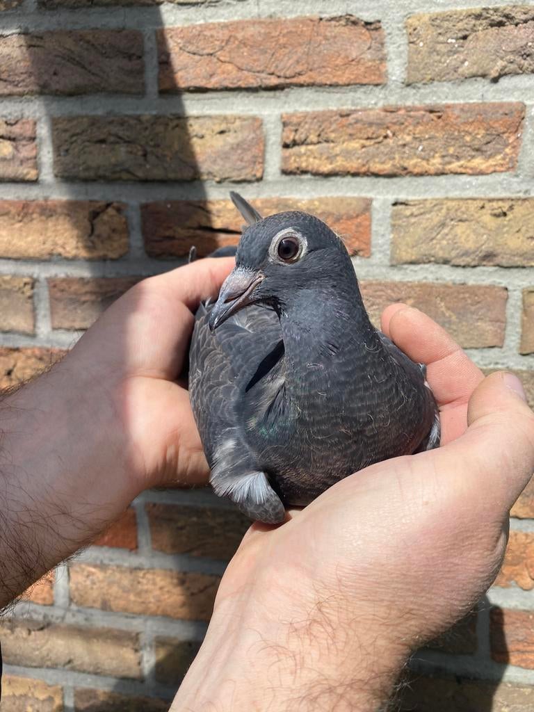 Stichelbaut/Van Wanroy jeune coq, Mâle, Pigeon voyageur