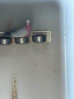 Split man Roze kaketoe, Dieren en Toebehoren, Vogels | Parkieten en Papegaaien, Mannelijk, Papegaai, Geringd