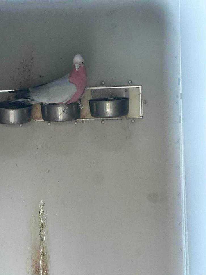 Split man Roze kaketoe, Animaux & Accessoires, Oiseaux | Perruches & Perroquets, Perroquet, Mâle, Bagué