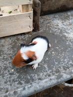 Cavia zeugje, Dieren en Toebehoren, Vrouwelijk, Tam, Maart, Cavia