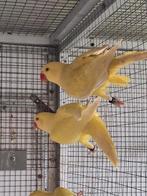 Pallid halsbandparkiet man, Dieren en Toebehoren, Mannelijk, Parkiet, Geringd