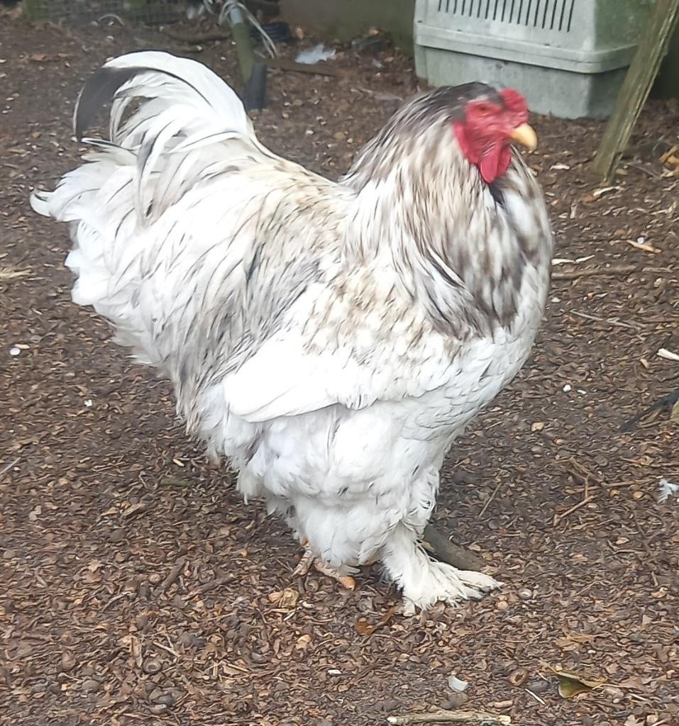Te ruil Brahma groothoen haan blauw wit gepareld, Animaux & Accessoires, Volatiles, Poule ou poulet, Mâle