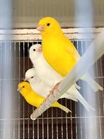 Mooie kanariemans - superzangers in kleur !!, Animaux & Accessoires, Oiseaux | Canaris