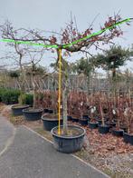 kleurrijke moeraseik als unieke vormboom, Herfst, Overige soorten, 100 tot 250 cm, Ophalen