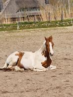 weidemaatje zoek snel nieuw huisje, Enlèvement