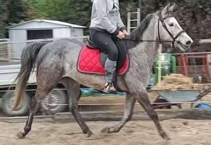 Poney 5 ans - débourrage en cours, Animaux & Accessoires, Poneys, Vermifugé, Hongre, L, Poney E (1.48 m - 1.57m)