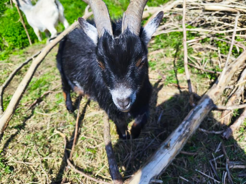 bokje van 1,5 jaar dwerggeitje