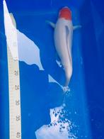 Koi 1 euro per cm, Dieren en Toebehoren, Karper of Koi