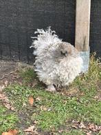 Usa zijdehoenders, Dieren en Toebehoren, Pluimvee