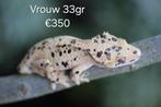 Verschillende wimpergekko's wegens inkrimping, : M, V, Baby, Dieren en Toebehoren, Reptielen en Amfibieën, Hagedis, Tam