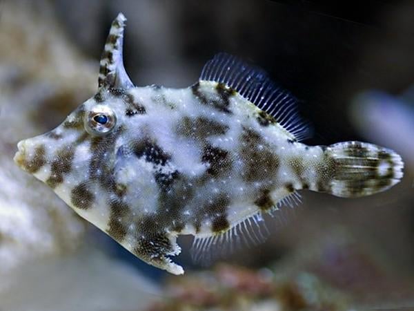 Vijlvis, Dieren en Toebehoren, Vissen | Aquariumvissen