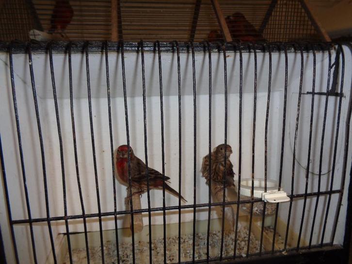 mexicaanse rood mussen, Dieren en Toebehoren, Vogels | Kanaries