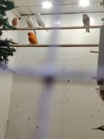 Canris 25€, Canari de couleur