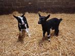 2 bonte geitenlammeren, Animaux & Accessoires, Femelle, Chèvre
