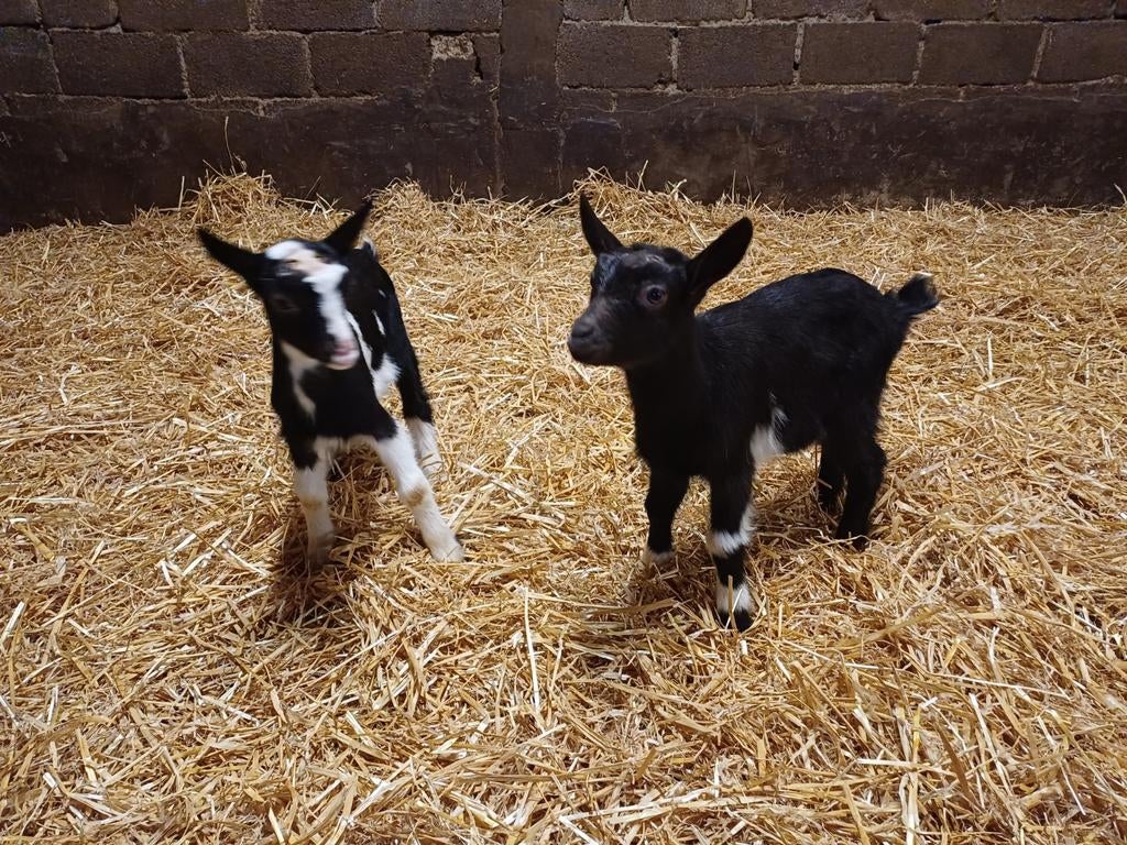 2 vrouwelijke lammeren bonte melkgeit, Dieren en Toebehoren, Schapen, Geiten en Varkens, Geit, Vrouwelijk