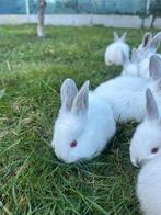 Baby konijntjes, Meerdere dieren, Klein