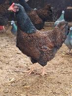 Barnevelder dubbel gezoomd  broedeieren