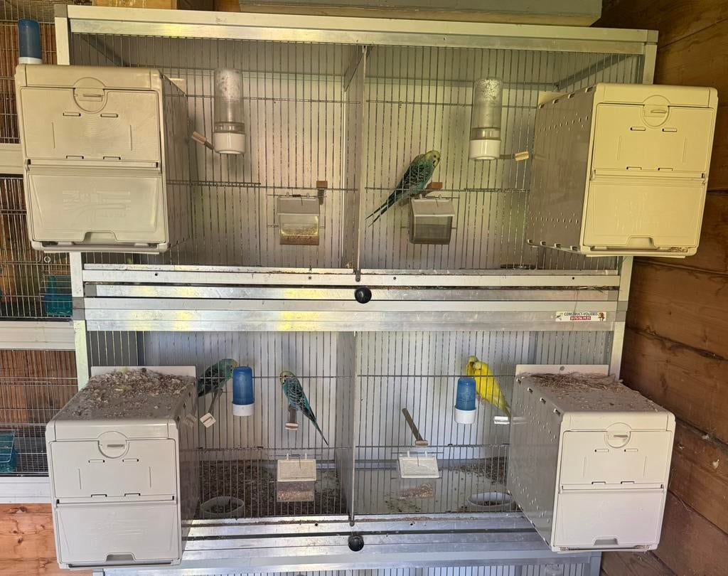 Couples ondulées pour elevage/repro, Animaux & Accessoires