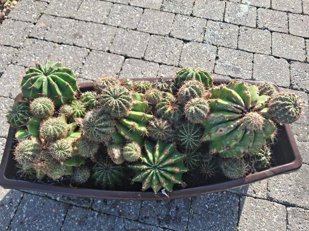 Cactus, Tuin en Terras, Ophalen