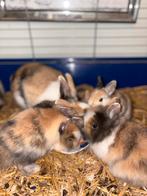 konijnen te koop 8weken, Dieren en Toebehoren, Konijnen, Meerdere dieren, Klein, 0 tot 2 jaar
