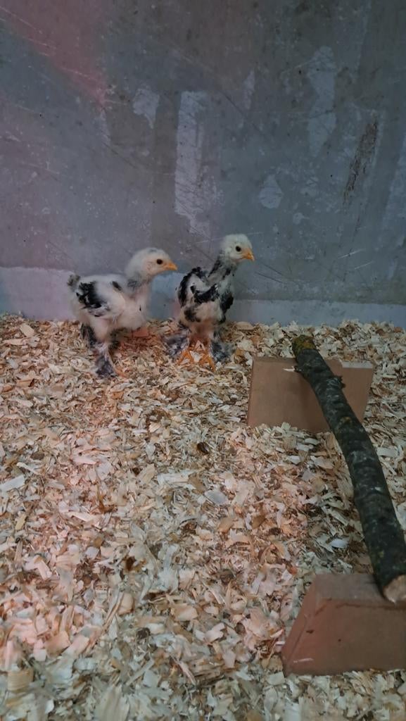 Brahma zalm haan kuikens, Mannelijk, Kip