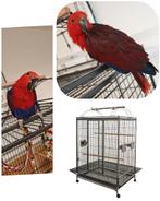 Cage perroquet, Enlèvement, Comme neuf, Cage à oiseaux