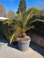 Palmier Phoenix, Enlèvement