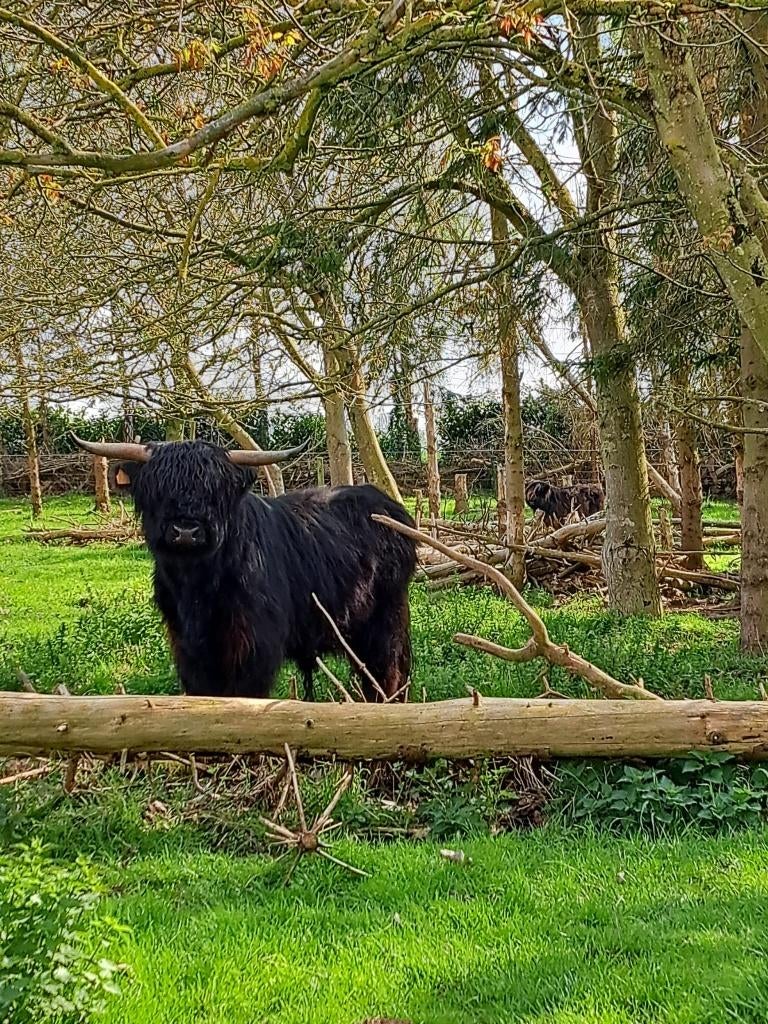schotse hooglander, Mannelijk