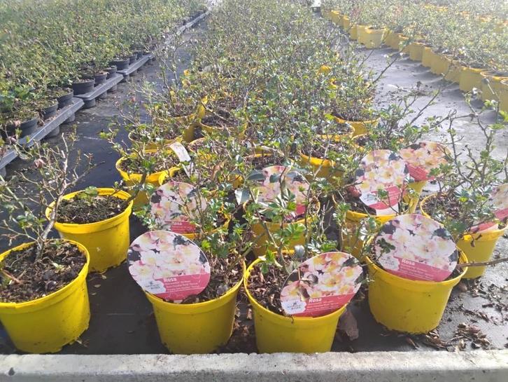 bijenweelde rozen, Tuin en Terras, Planten | Tuinplanten, Vaste plant, Bodembedekkers, Volle zon, Zomer, Ophalen