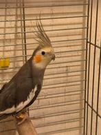 Te koop: 2 valkparkieten (cockatiels) + grote kooi, Enlèvement, Comme neuf