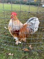 Baby Cock, mélange cochin/chabo, 25 octobre, Animaux & Accessoires, Poule ou poulet