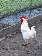 Witte leghoren haan beschikbaar, Dieren en Toebehoren, Pluimvee