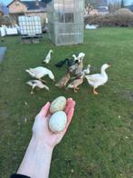 Indische loopeend broedeieren volgens gewenst kleur