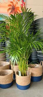 Kamerplant Dypsis - Areca palm, Ophalen, Palm